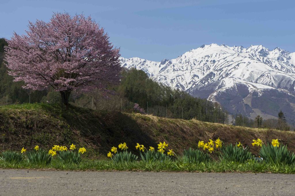 野平の一本桜より白馬を望む！