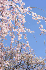 枝垂れ桜の合間に有明の月