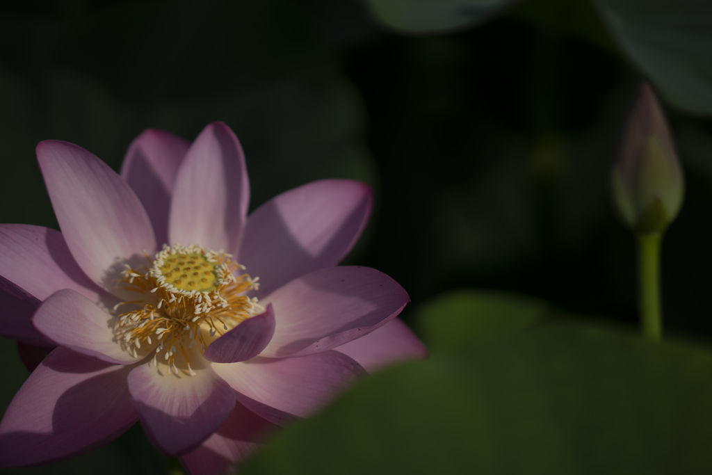 稲泉寺の蓮