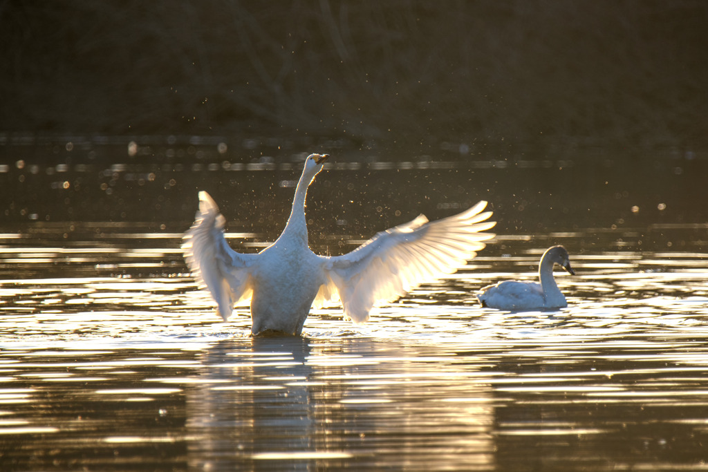 越辺川の白鳥