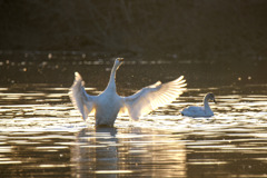 越辺川の白鳥