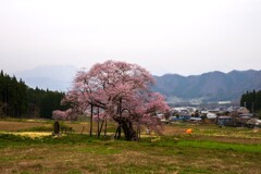 黒部のｴﾄﾞﾋｶﾞﾝ桜