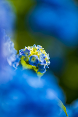 高源院紫陽花２