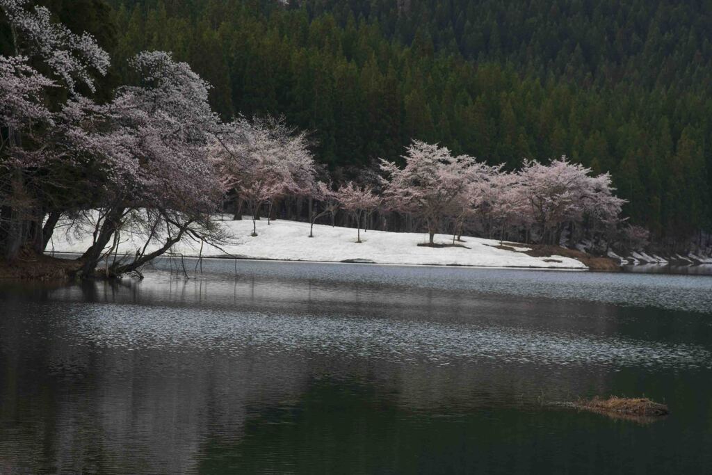 雪中の桜