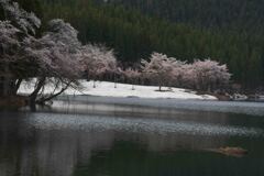 雪中の桜