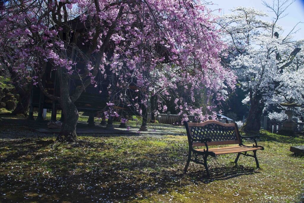 桜の下でちょっと休みませんか！