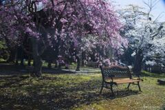桜の下でちょっと休みませんか！