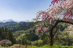 山間に咲く花桃