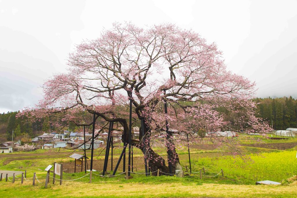 黒部のエゾヒガン桜