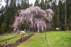 坪井のしだれ桜