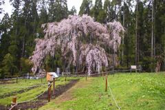 坪井のしだれ桜