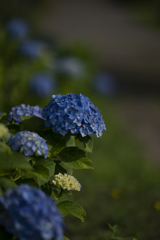 高源院紫陽花１