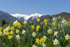 木曽駒ケ岳に映える水仙の花