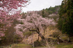 赤和観音しだれ桜