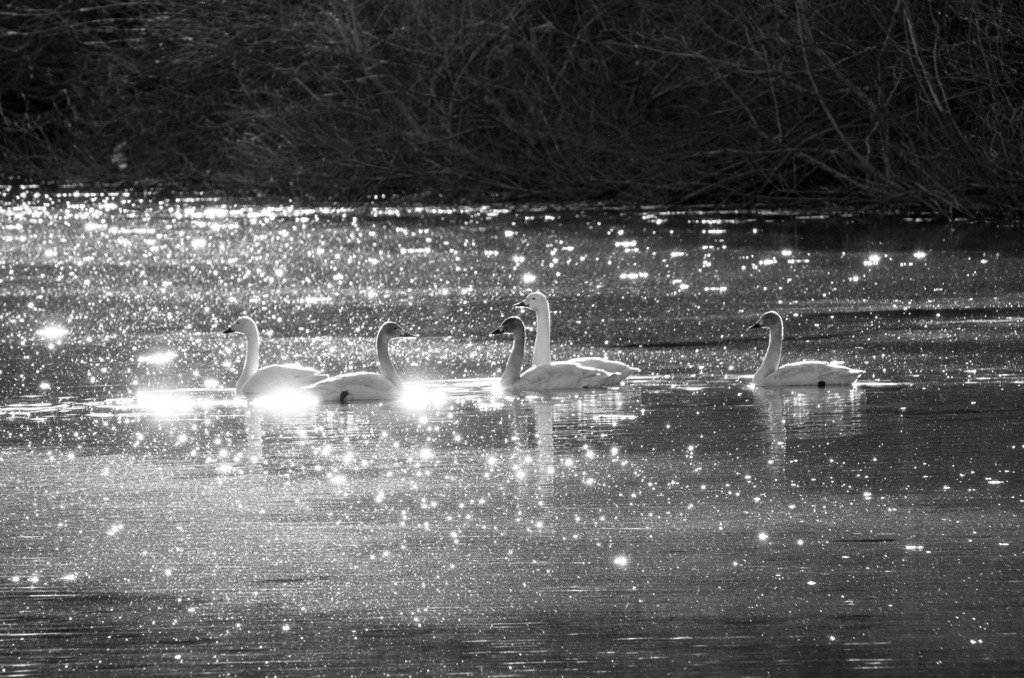 越辺川の白鳥