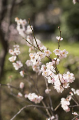 早春の梅花香る