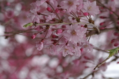 春爛漫桜咲く