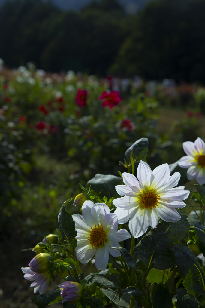 黒姫コスモス・ダリア園１