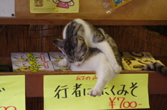 土産物屋の猫