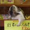 土産物屋の猫