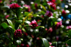沈丁花の蕾