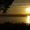 琵琶湖の夕景、かいつぶりを添えて