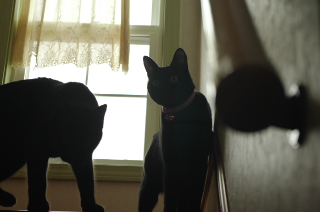 こっちみんな