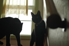こっちみんな