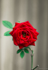 a rose