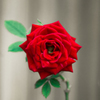 a rose