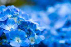 紫陽花