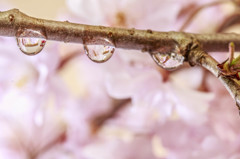 雨粒桜