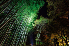 竹林ライトアップ