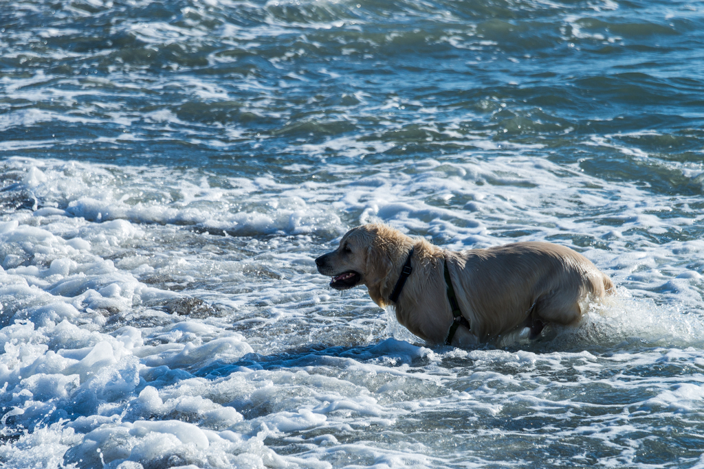 森戸海岸スナップ