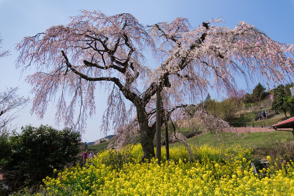 寄しだれ桜まつり