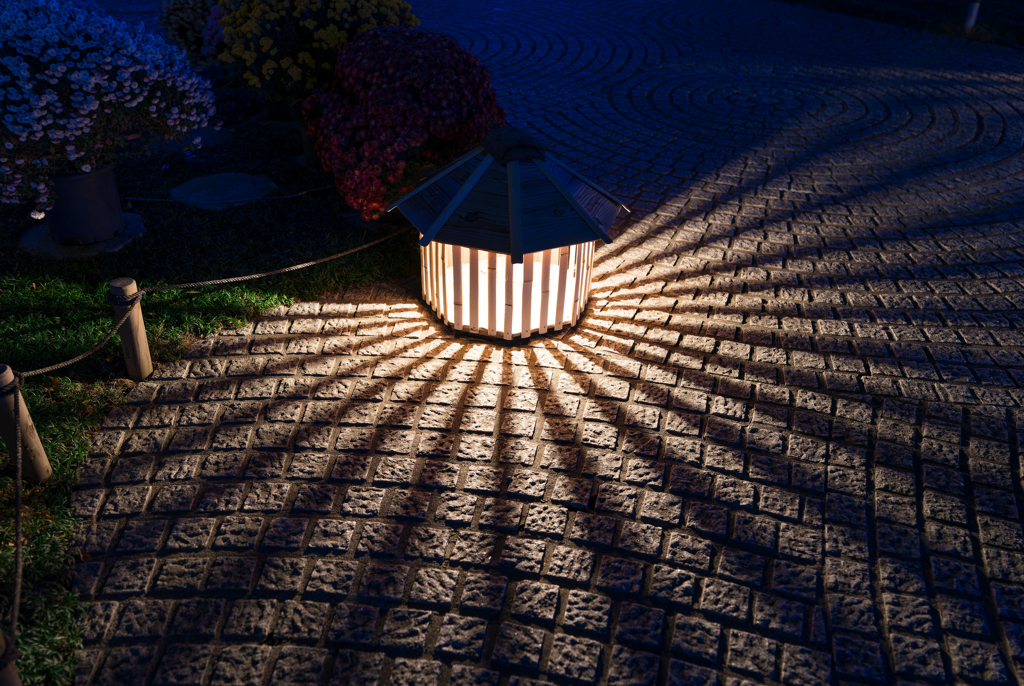 長谷寺　紅葉ライトアップ