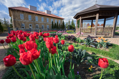 花菜ガーデン　オータムチューリップ