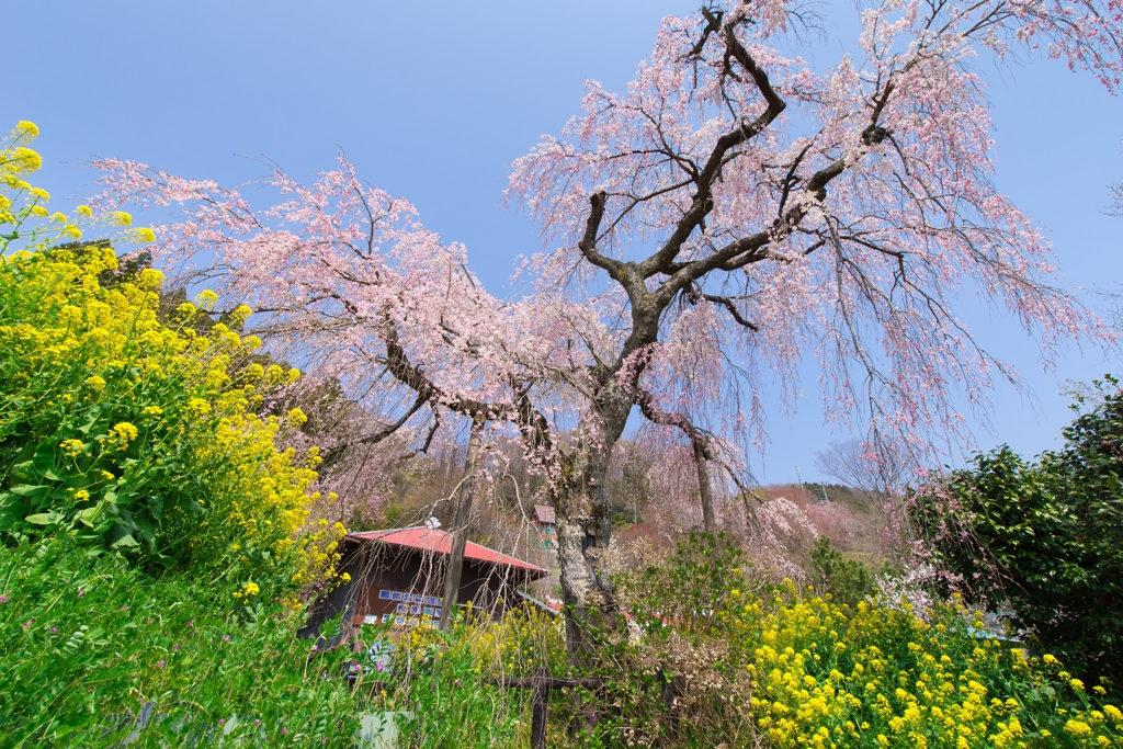 寄しだれ桜まつり