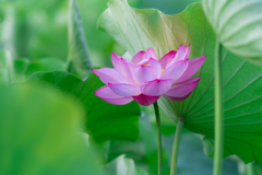 三渓園　早朝観蓮会