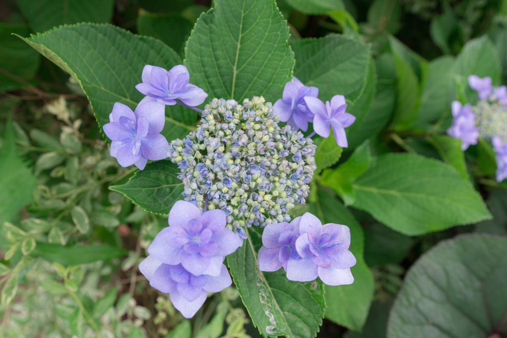 外交官の家　紫陽花