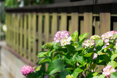 鎌倉の街中に普通にあった紫陽花