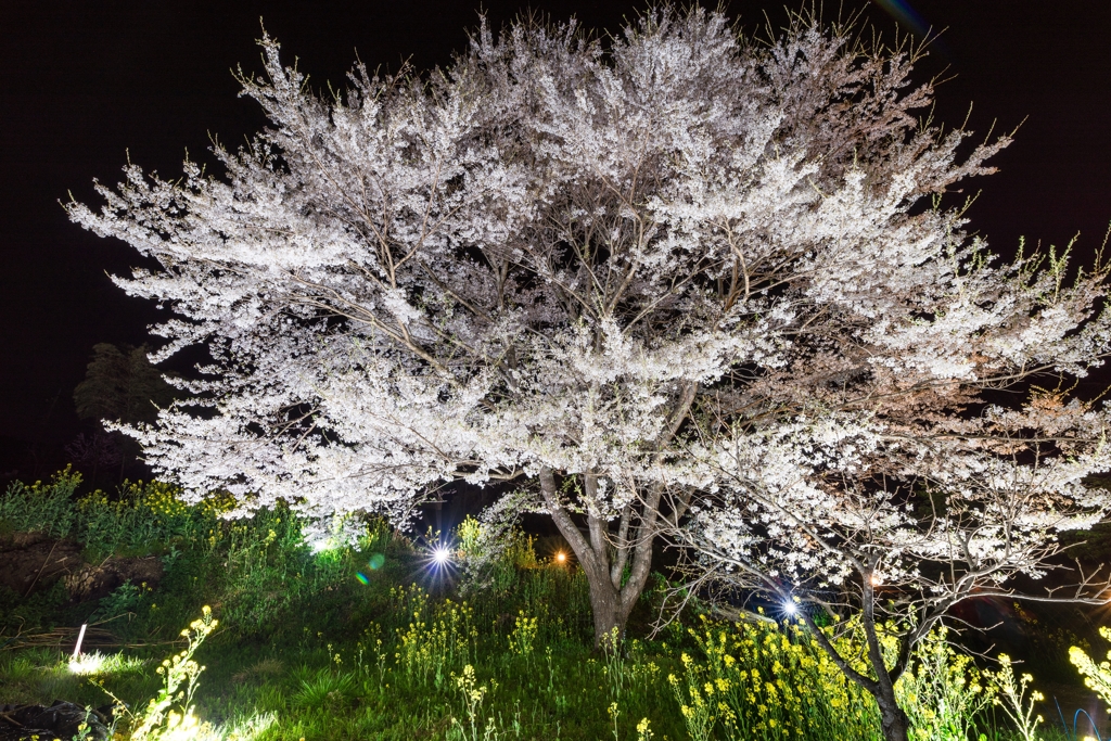 淡墨桜ライトアップ