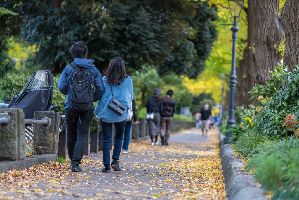 山下公園イチョウ並木
