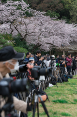 三渓園　桜ライトアップを待つカメラマン達