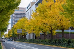 山下公園イチョウ並木