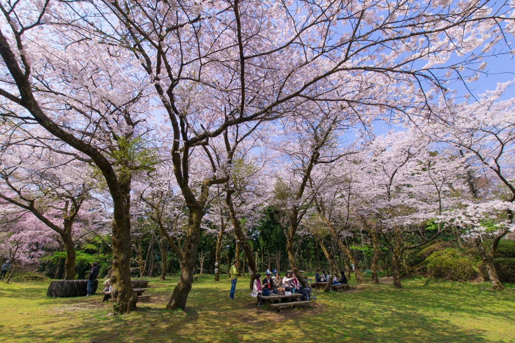 小田原の春　15-30mm