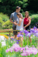 皇居二の丸庭園　菖蒲