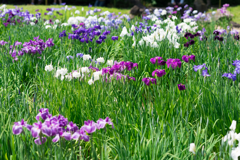 皇居二の丸庭園　菖蒲