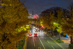 山下公園　銀杏並木