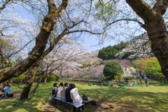 小田原の春　15-30mm